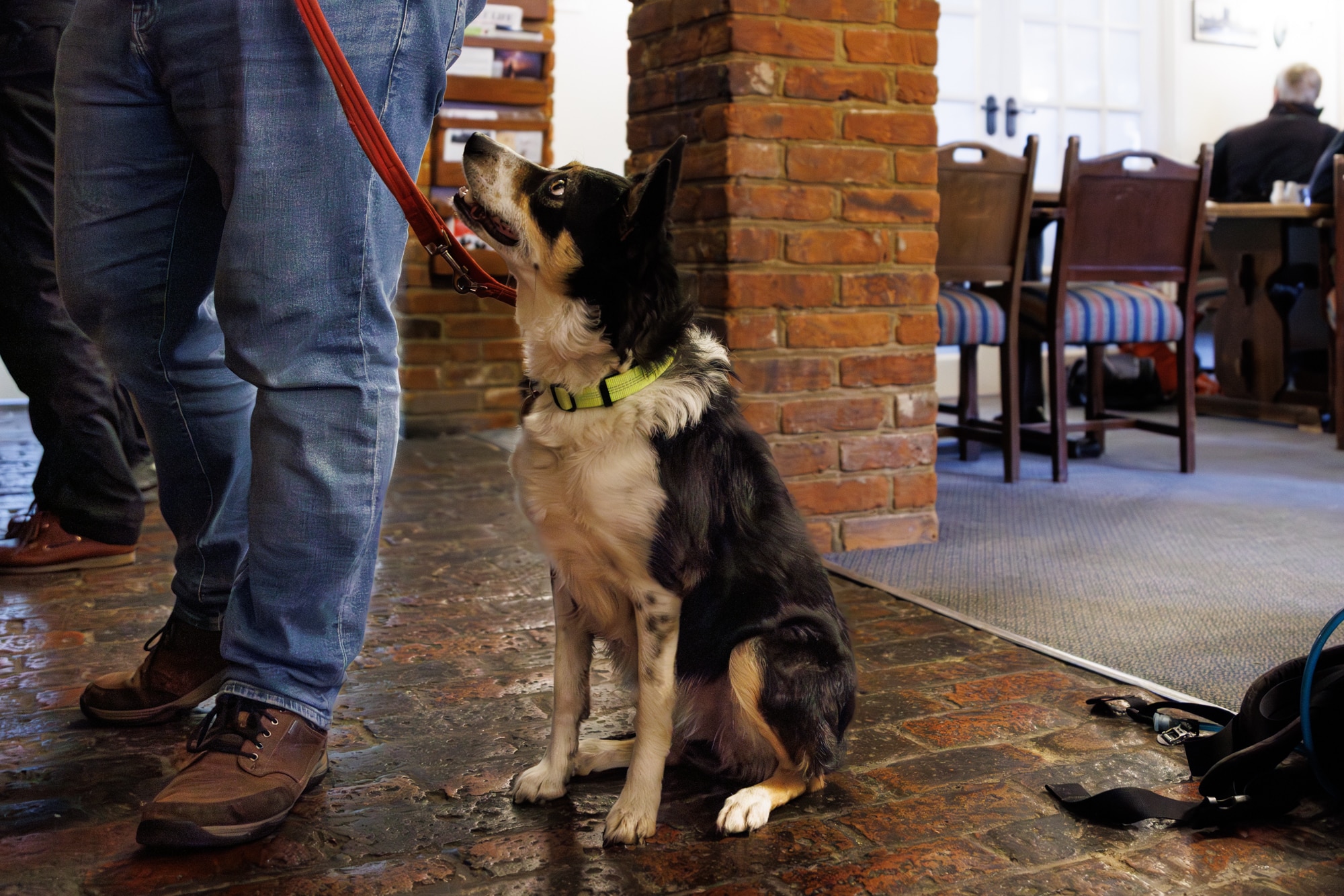 Dog friendly stays at The Peacock Country Inn